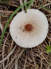 Lepiota rubrotinctoides