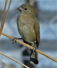 Sporophila caerulescens