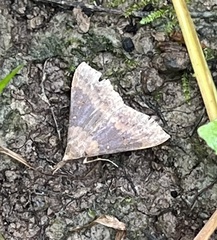Renia discoloralis