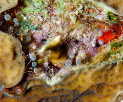 Lebrunia coralligens image