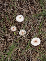 Lepiota rubrotinctoides