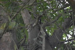 Callosciurus erythraeus