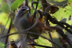Pheugopedius mystacalis