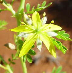Tribulus platypterus