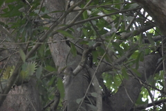 Callosciurus erythraeus