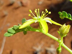 Tribulus platypterus