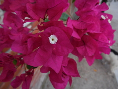 Bougainvillea