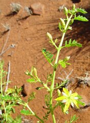 Tribulus platypterus