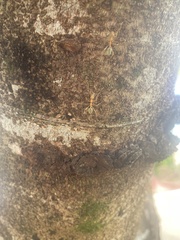 Oecophylla smaragdina