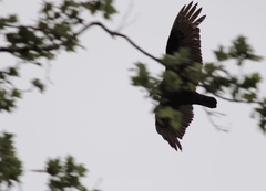 Cathartes aura