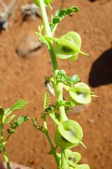 Tribulus platypterus