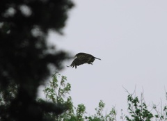 Cathartes aura