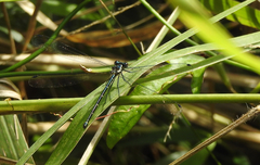 Austroargiolestes icteromelas