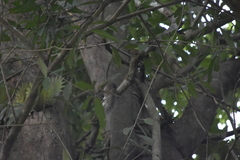 Callosciurus erythraeus