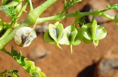 Tribulus platypterus