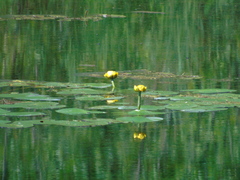 Nuphar variegata