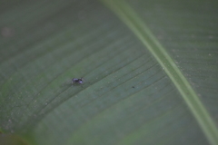 Myrmhopla