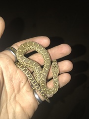 Pituophis catenifer catenifer