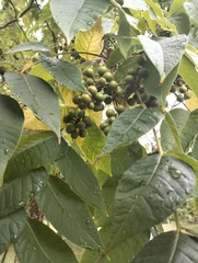 Phellodendron amurense