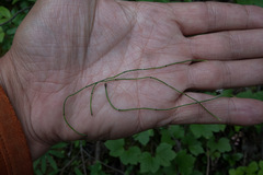 Equisetum scirpoides