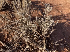 Atriplex vesicaria