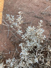 Atriplex vesicaria