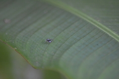 Myrmhopla