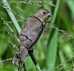 Sporophila caerulescens
