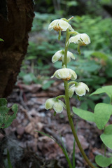 Pyrola