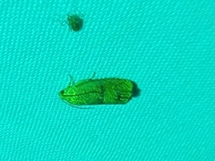 Cydia latiferreana