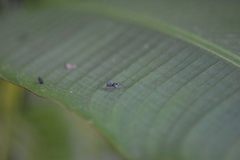 Myrmhopla