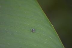 Myrmhopla