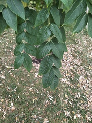 Phellodendron amurense