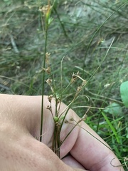 Juncus tenuis