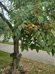 Phellodendron amurense