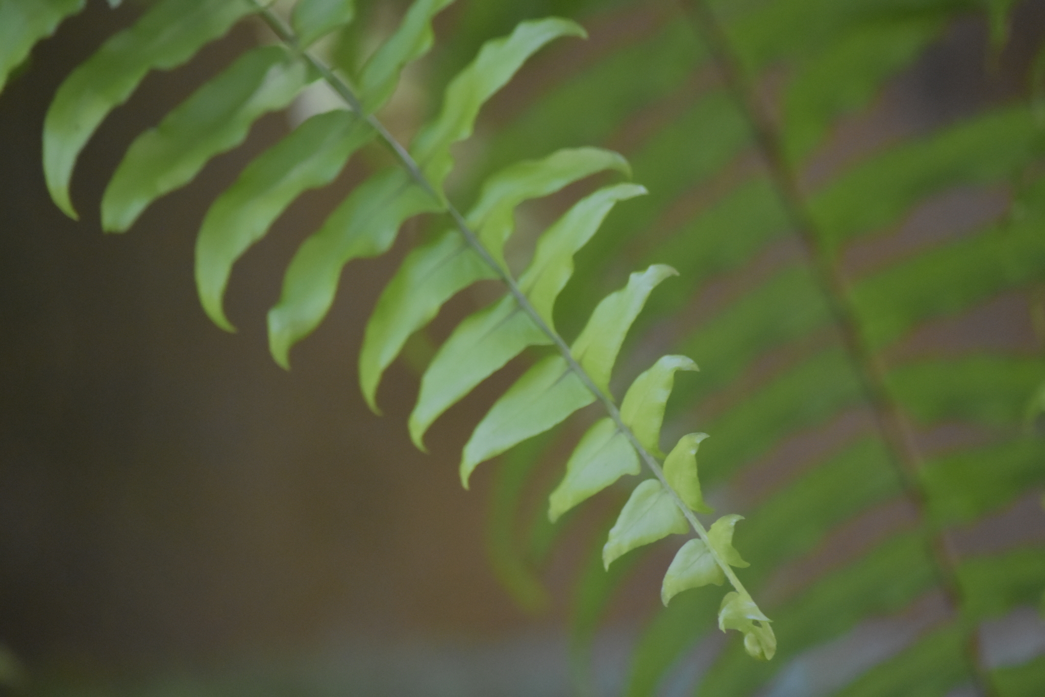 Nephrolepis biserrata (Nephrolepis biserrata)