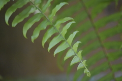 Nephrolepis biserrata