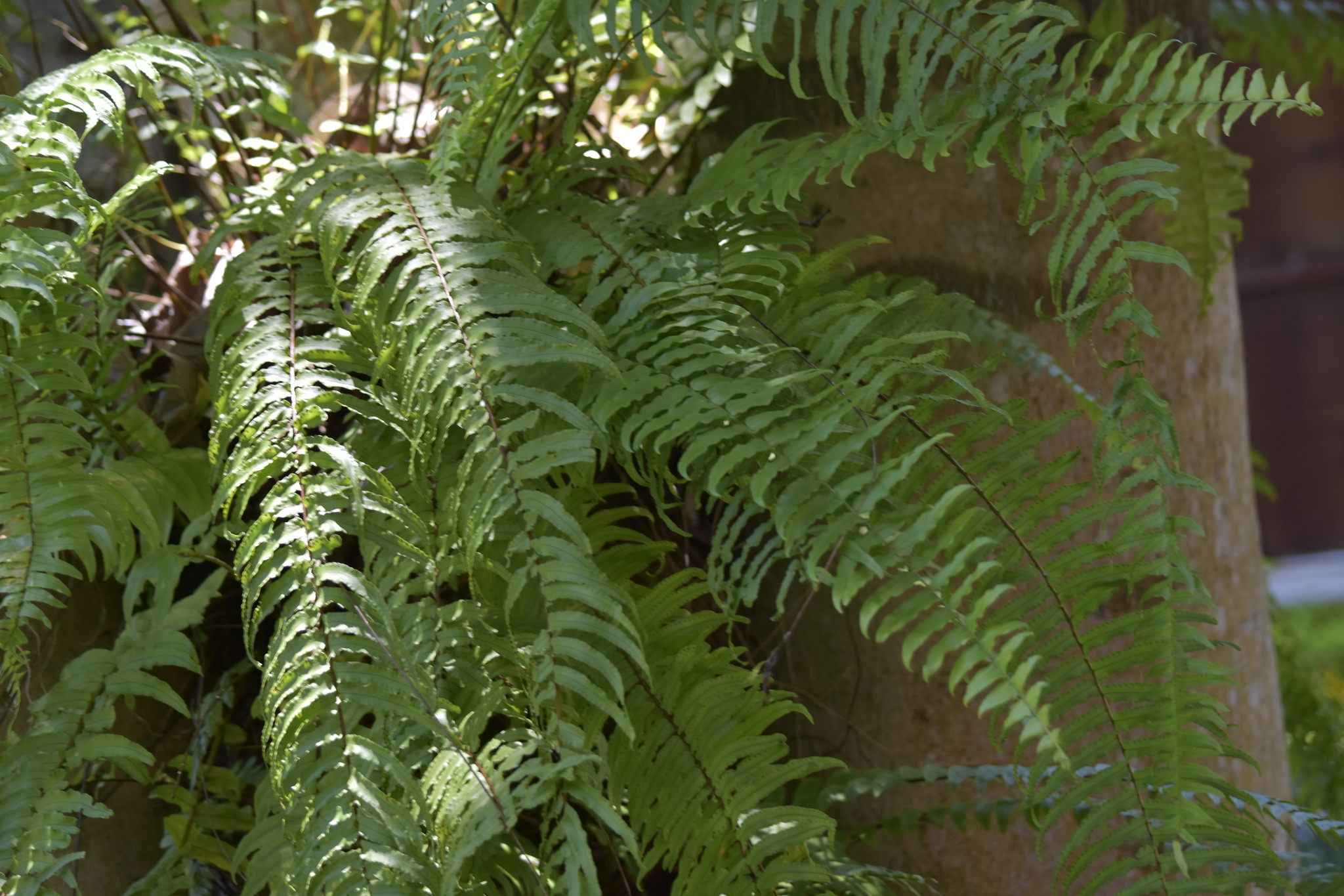 Nephrolepis biserrata — ảnh 2