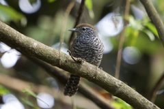 Pheugopedius sclateri