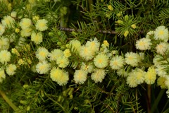 Acacia verticillata verticillata
