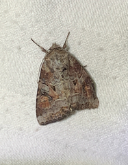 Trichordestra legitima