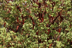 Arctostaphylos peninsularis