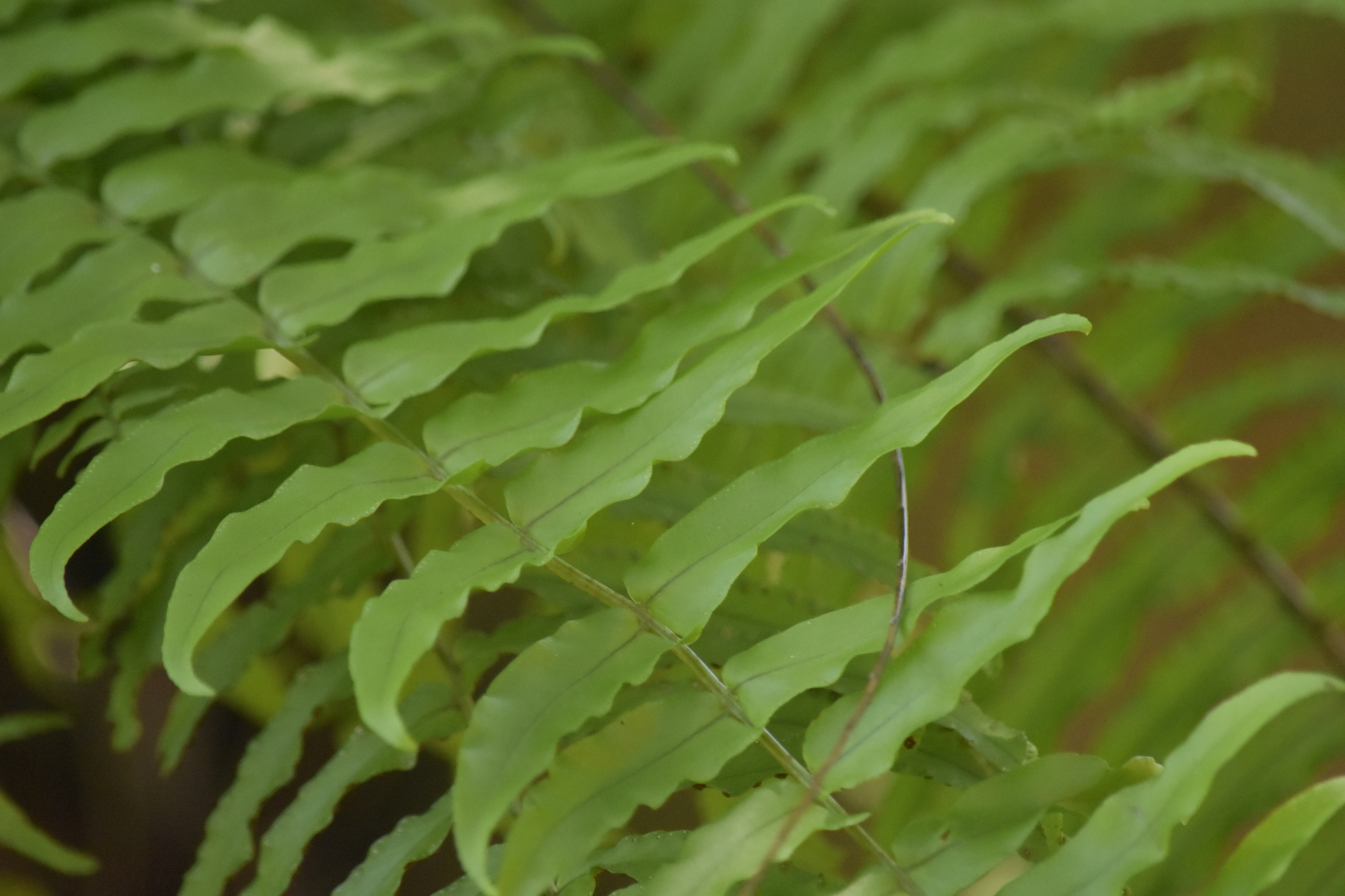 Nephrolepis biserrata — ảnh 3
