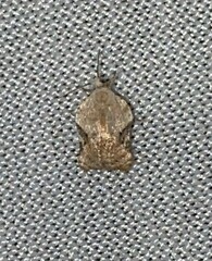 Acleris subnivana