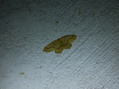 Lambdina fiscellaria