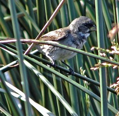 Sporophila caerulescens