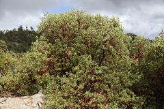 Arctostaphylos peninsularis