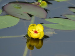 Nuphar microphylla