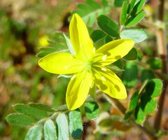 Tribulus hirsutus
