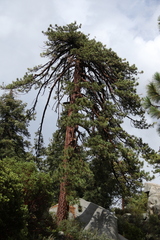 Pinus jeffreyi
